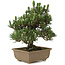 Pinus thunbergii Kotobuki, 25 cm, ± 25 ans