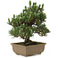 Pinus thunbergii Kotobuki, 25 cm, ± 25 jaar oud