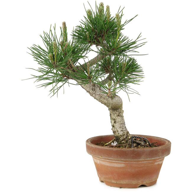 Pinus thunbergii, 26 cm, ± 15 jaar oud