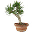 Pinus thunbergii, 26 cm, ± 15 jaar oud