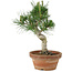 Pinus thunbergii, 26 cm, ± 15 ans