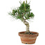 Pinus thunbergii, 26 cm, ± 15 jaar oud