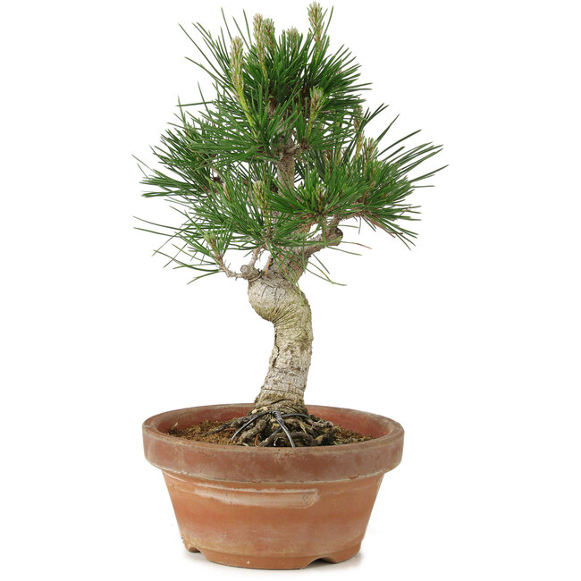 Pinus thunbergii, 26 cm, ± 15 jaar oud
