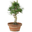 Pinus thunbergii, 26 cm, ± 15 años