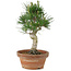 Pinus thunbergii, 26 cm, ± 15 jaar oud