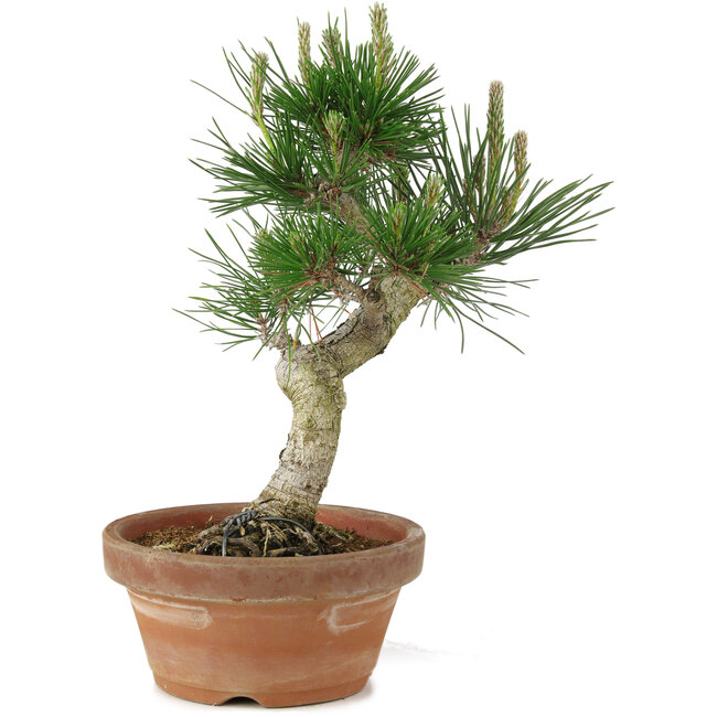 Pinus thunbergii, 26 cm, ± 15 ans