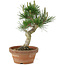 Pinus thunbergii, 26 cm, ± 15 jaar oud