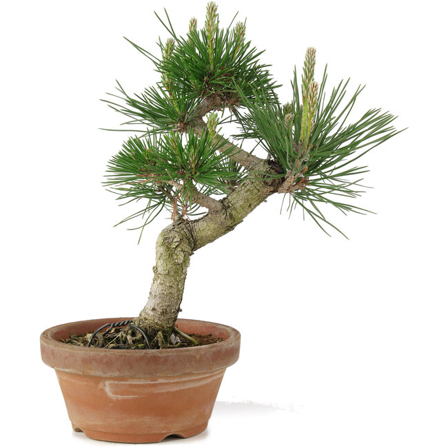 Pinus thunbergii, 26 cm, ± 15 ans
