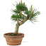 Pinus thunbergii, 26 cm, ± 15 jaar oud