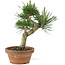 Pinus thunbergii, 26 cm, ± 15 years old