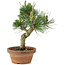 Pinus thunbergii, 26 cm, ± 15 ans