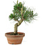 Pinus thunbergii, 26 cm, ± 15 jaar oud