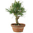 Pinus thunbergii, 26 cm, ± 15 jaar oud