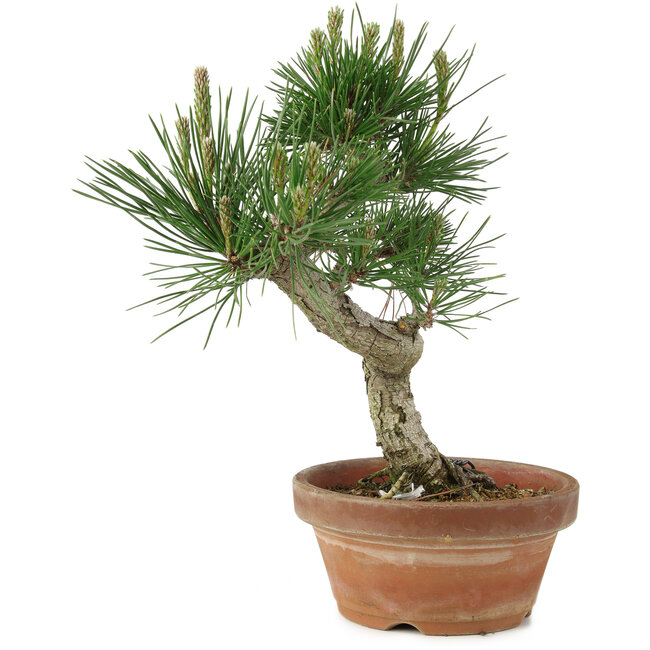 Pinus thunbergii, 26 cm, ± 15 anni