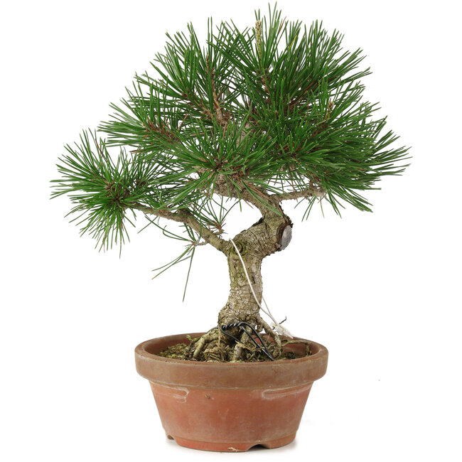 Pinus thunbergii, 28 cm, ± 15 jaar oud