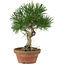 Pinus thunbergii, 28 cm, ± 15 años