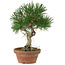 Pinus thunbergii, 28 cm, ± 15 jaar oud