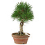 Pinus thunbergii, 28 cm, ± 15 jaar oud