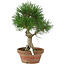 Pinus thunbergii, 28 cm, ± 15 Jahre alt