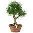 Pinus thunbergii, 28 cm, ± 15 years old