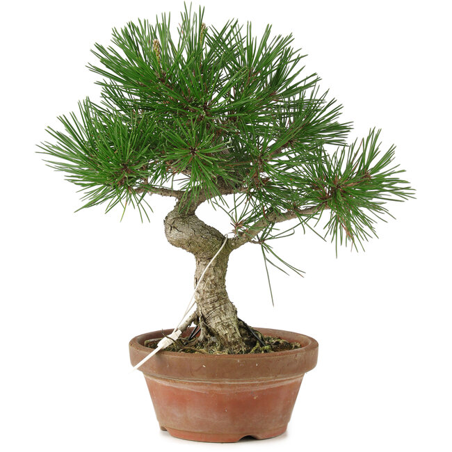 Pinus thunbergii, 28 cm, ± 15 ans