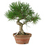 Pinus thunbergii, 28 cm, ± 15 jaar oud