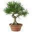 Pinus thunbergii, 28 cm, ± 15 Jahre alt