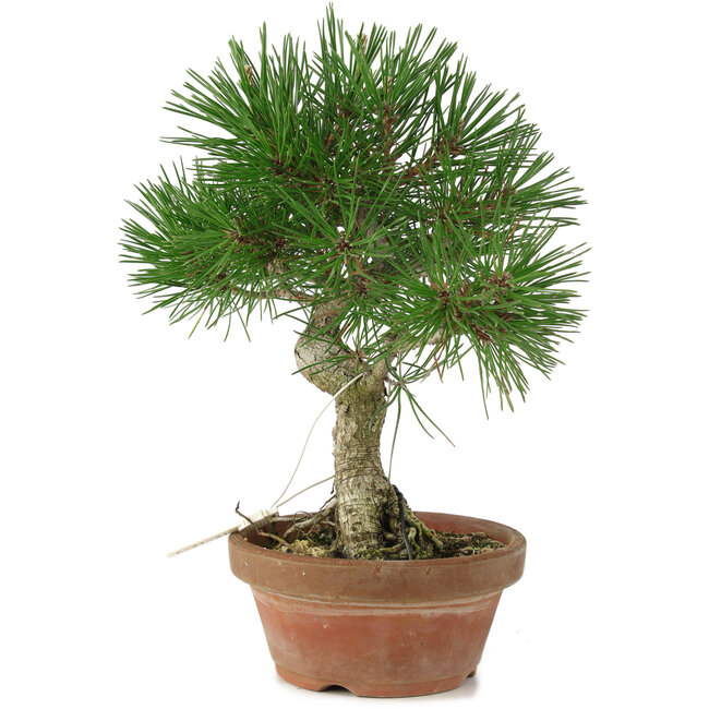 Pinus thunbergii, 28 cm, ± 15 años