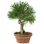 Pinus thunbergii, 28 cm, ± 15 jaar oud