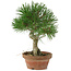 Pinus thunbergii, 28 cm, ± 15 years old