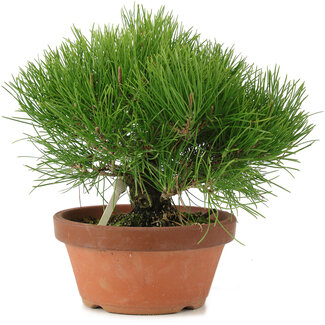 Pinus thunbergii, 21 cm, ± 20 jaar oud