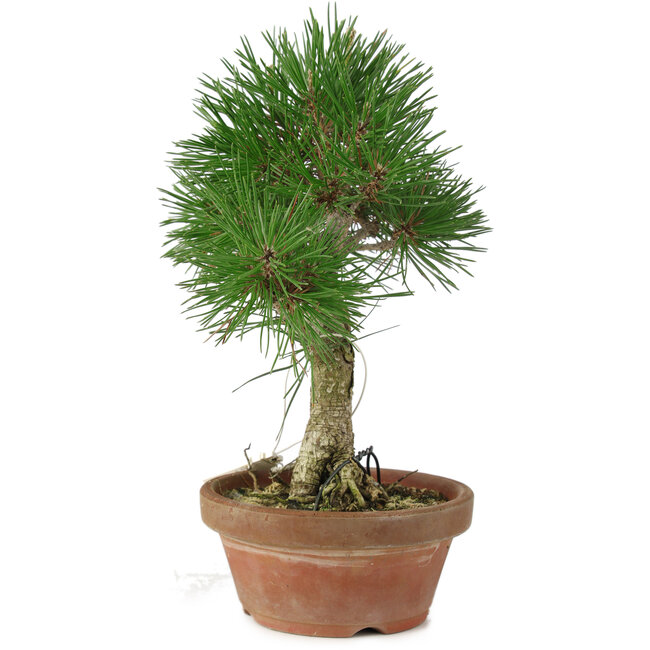 Pinus thunbergii, 28 cm, ± 15 Jahre alt