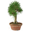 Pinus thunbergii, 28 cm, ± 15 jaar oud