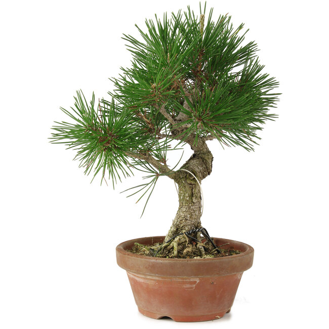 Pinus thunbergii, 28 cm, ± 15 ans