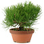 Pinus thunbergii, 21 cm, ± 20 años