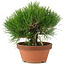 Pinus thunbergii, 21 cm, ± 20 jaar oud