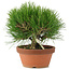 Pinus thunbergii, 21 cm, ± 20 jaar oud