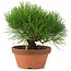 Pinus thunbergii, 21 cm, ± 20 jaar oud