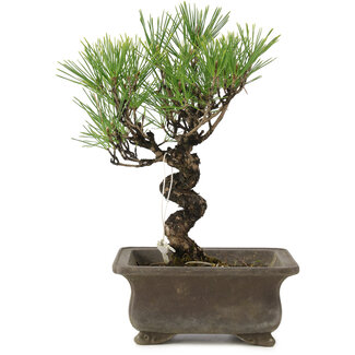 Pinus thunbergii, 24 cm, ± 20 años