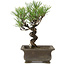 Pinus thunbergii, 24 cm, ± 20 anni