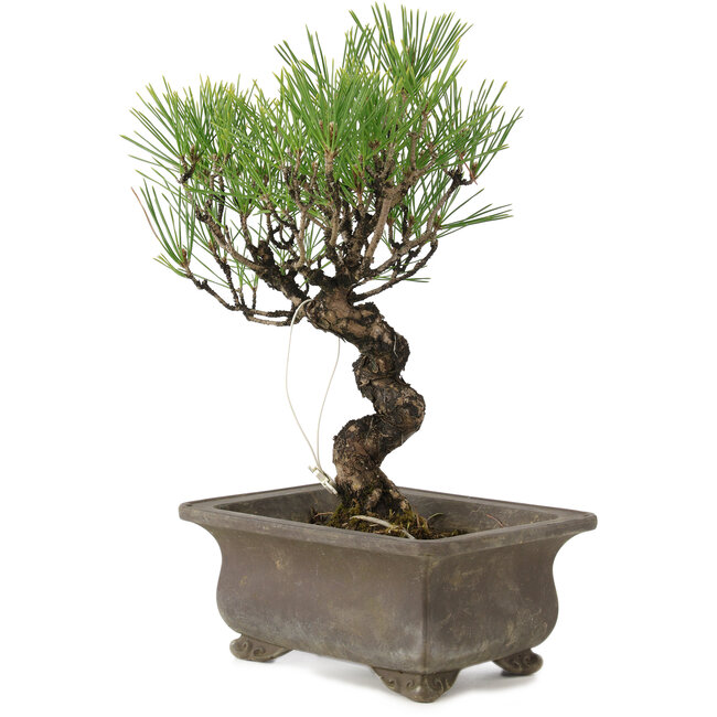 Pinus thunbergii, 24 cm, ± 20 Jahre alt