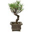 Pinus thunbergii, 24 cm, ± 20 jaar oud