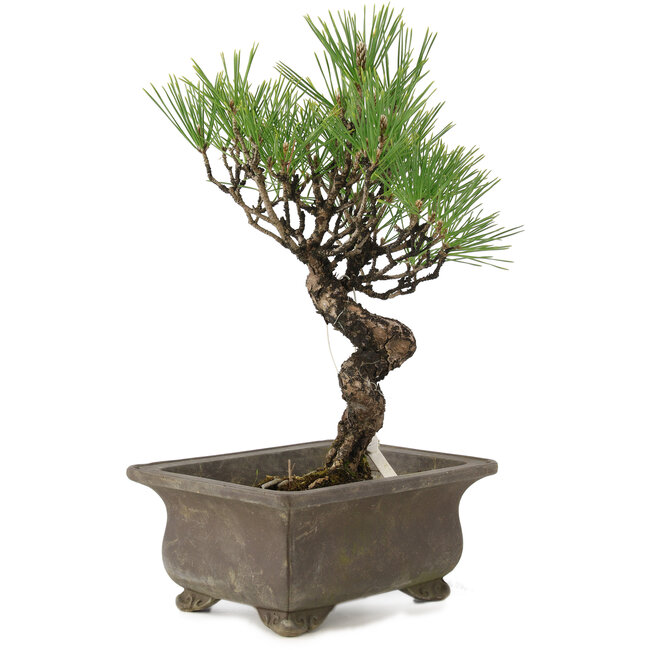 Pinus thunbergii, 24 cm, ± 20 years old
