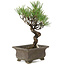 Pinus thunbergii, 24 cm, ± 20 jaar oud