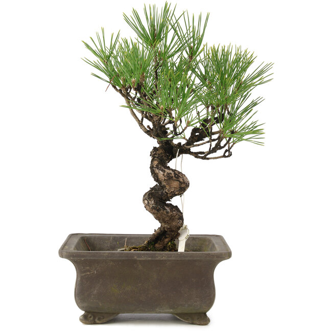 Pinus thunbergii, 24 cm, ± 20 ans