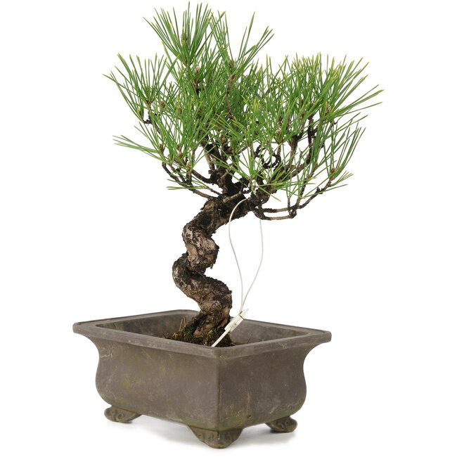 Pinus thunbergii, 24 cm, ± 20 anni