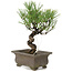 Pinus thunbergii, 24 cm, ± 20 jaar oud