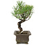 Pinus thunbergii, 24 cm, ± 20 jaar oud