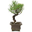 Pinus thunbergii, 24 cm, ± 20 Jahre alt