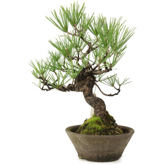 Pinus thunbergii, 30 cm, ± 20 jaar oud